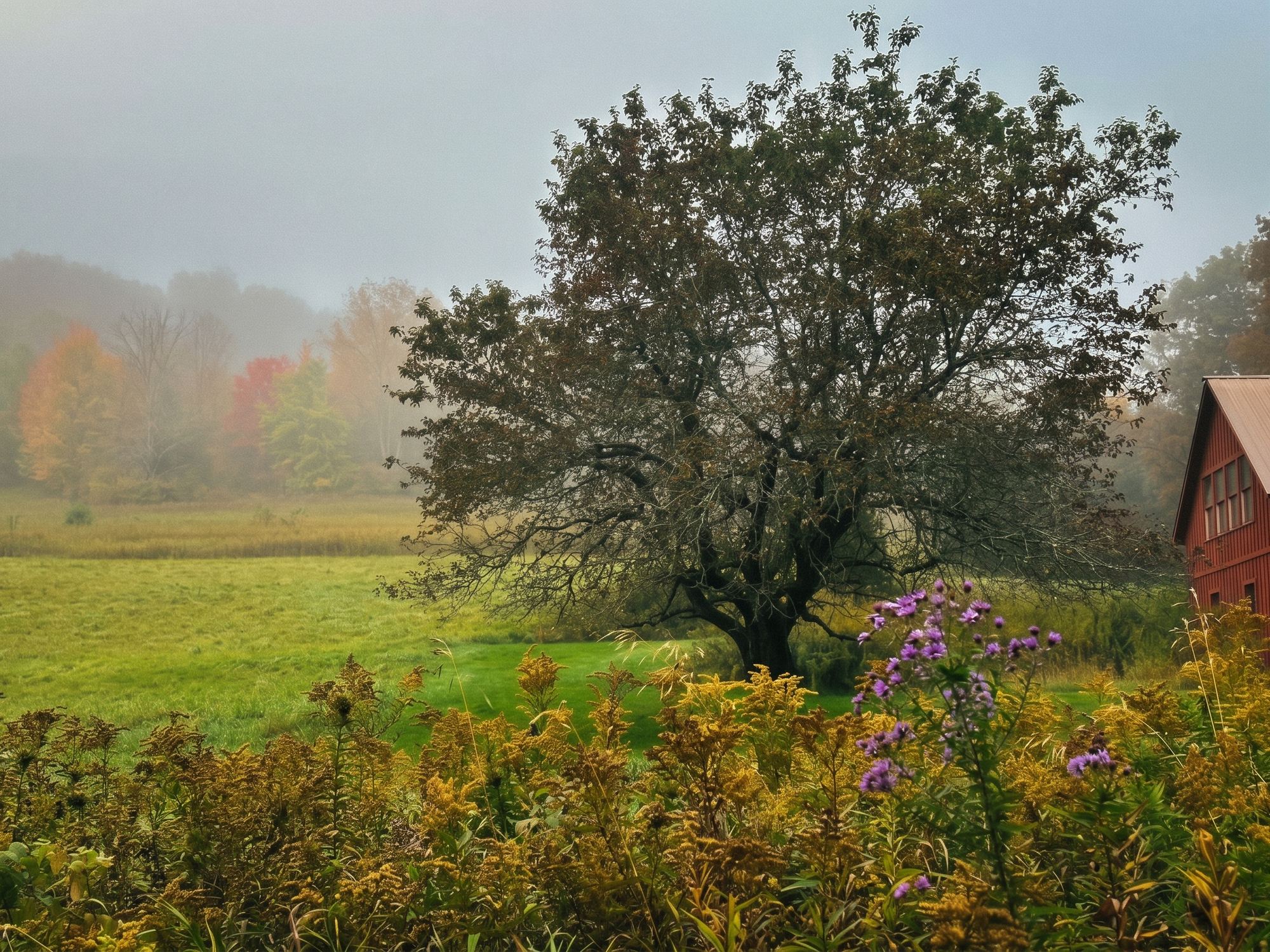 the apple tree in fog